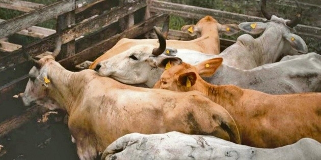 Przedłużono operacje przeciwko ślimakom