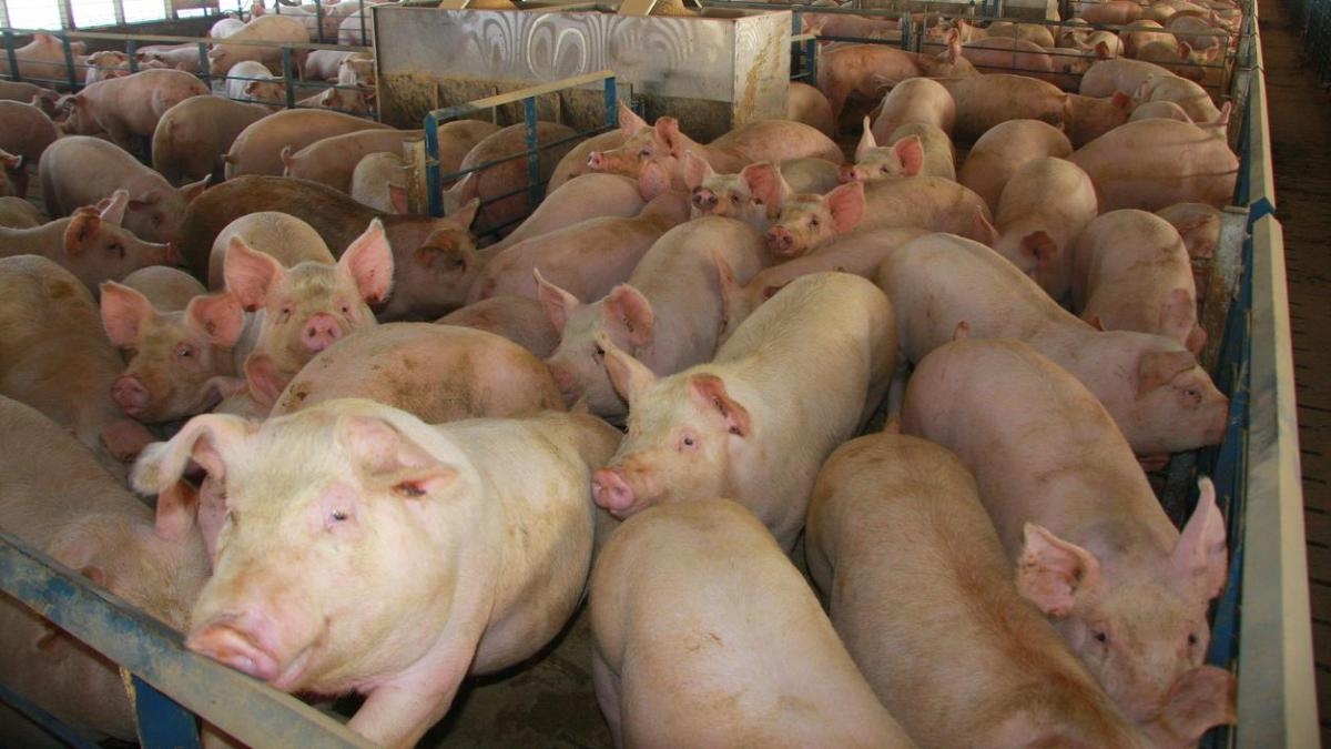 Porcos resistentes à peste suína clássica criados por meio de edição genética