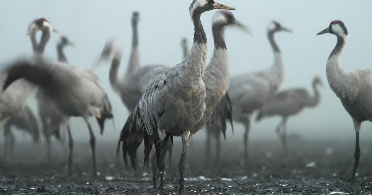 W Niemczech wzrasta liczba przypadków ptasiej grypy. Odstrzelono 130 000 ptaków.