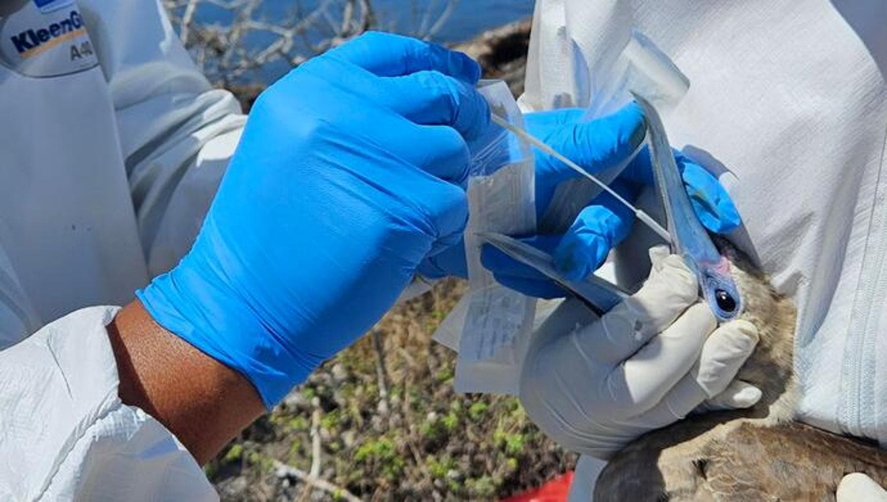 Gripe aviar: una cepa menor podría desencadenar una pandemia