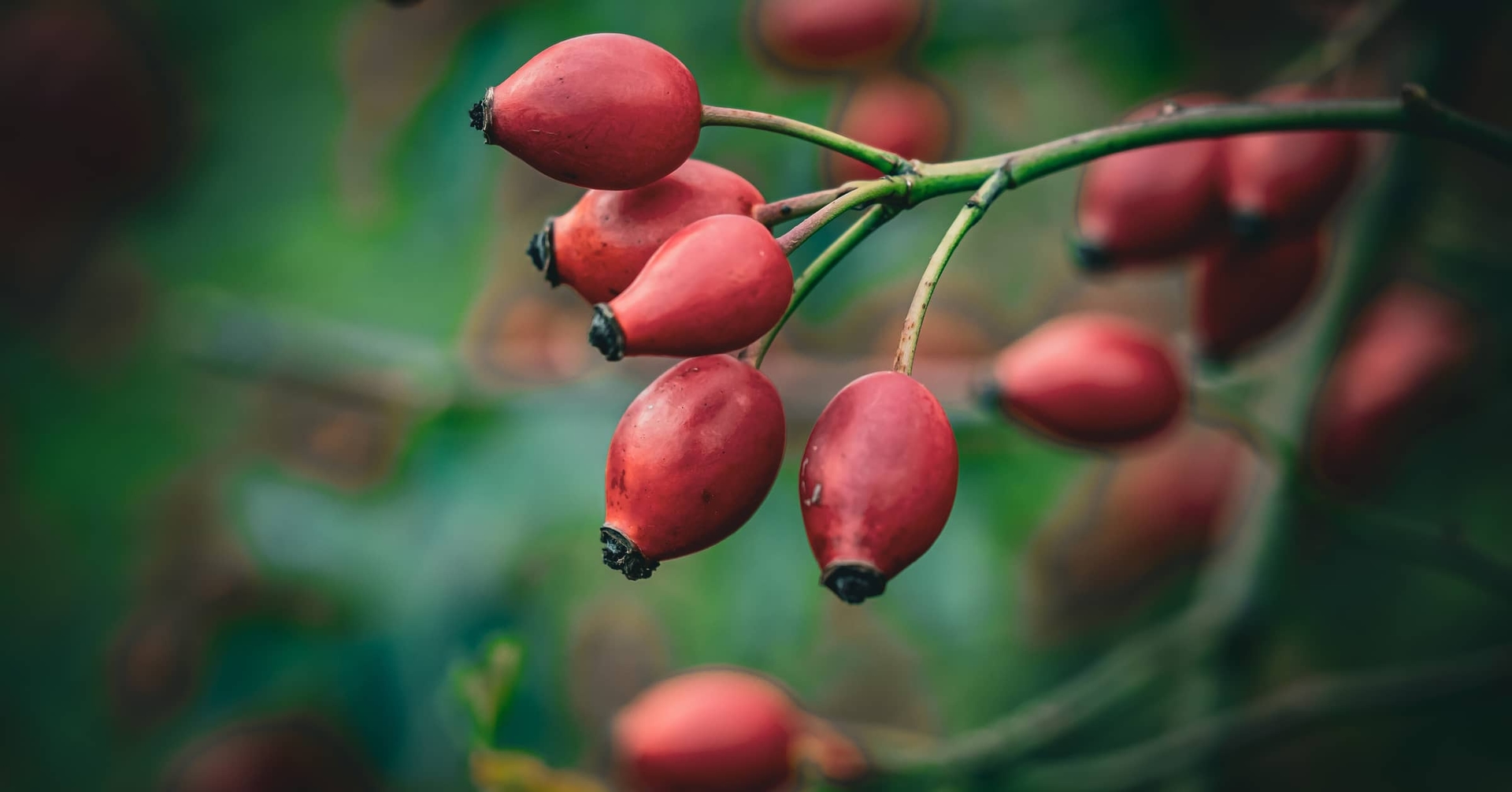 Rosehips: Color lasts until winter